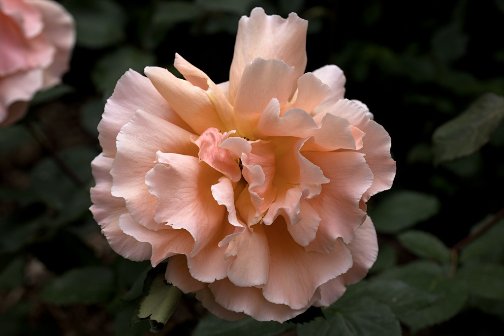 rode rozen roos rosa flora natuur bloem bloemen cultivars cultivar fleurop rosaceae tuin rozentuin valentijn valentijsdag romantiek liefde merci
